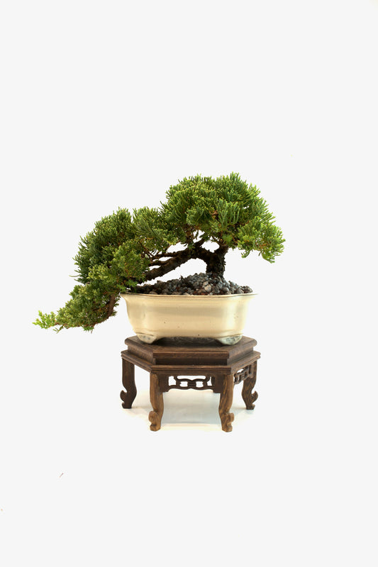 Juniper Live Bonsai Ceramic 7" Pot - One of a Kind Bonsai