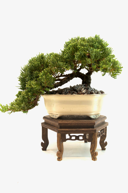 Juniper Live Bonsai Ceramic 7" Pot - One of a Kind Bonsai