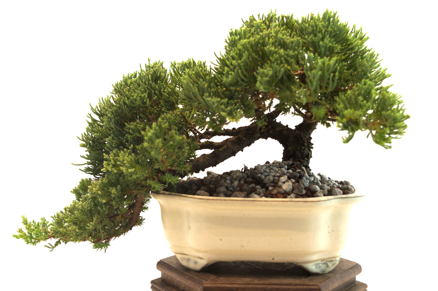 Juniper Live Bonsai Ceramic 7" Pot - One of a Kind Bonsai