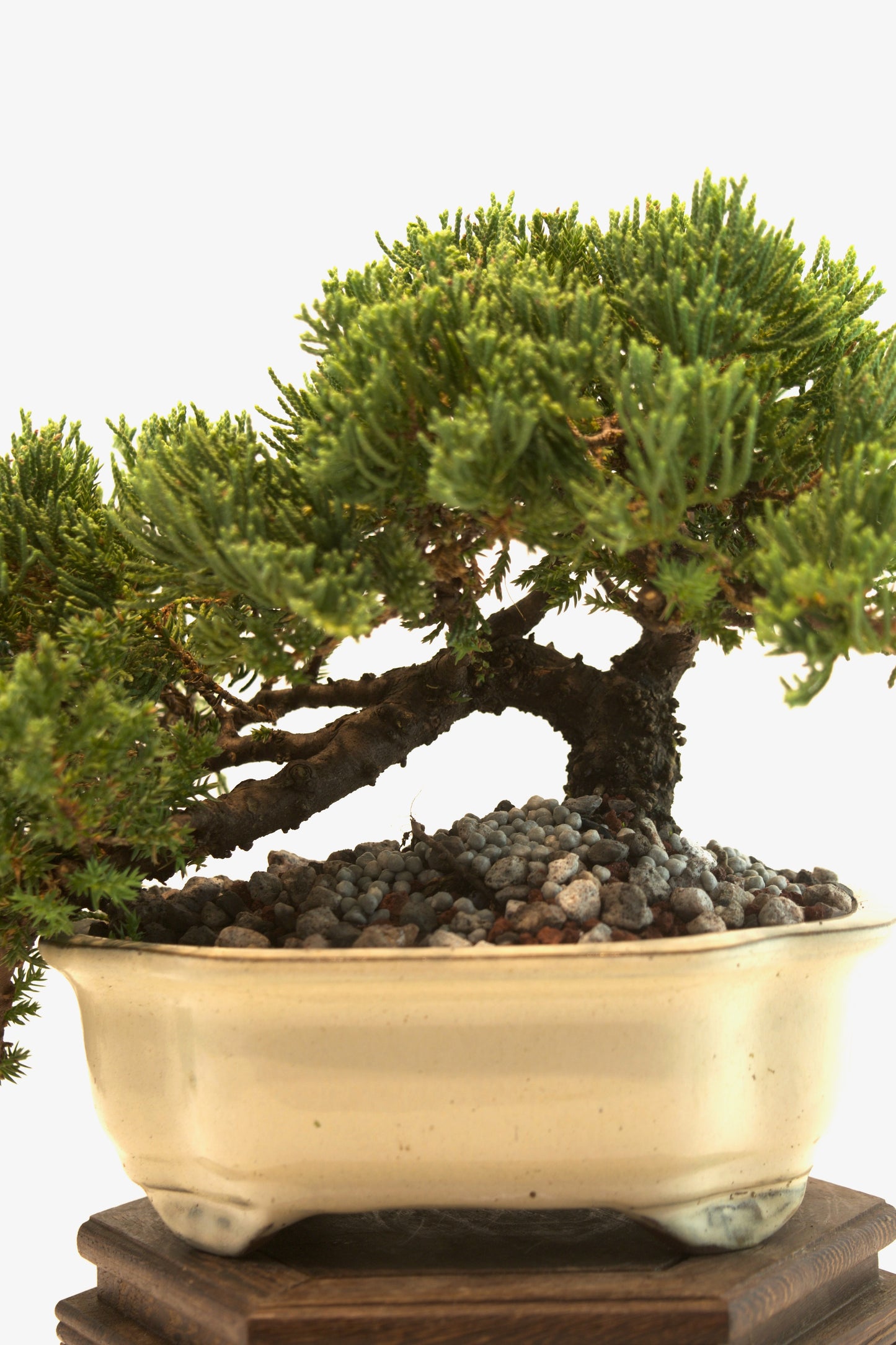 Juniper Live Bonsai Ceramic 7" Pot - One of a Kind Bonsai
