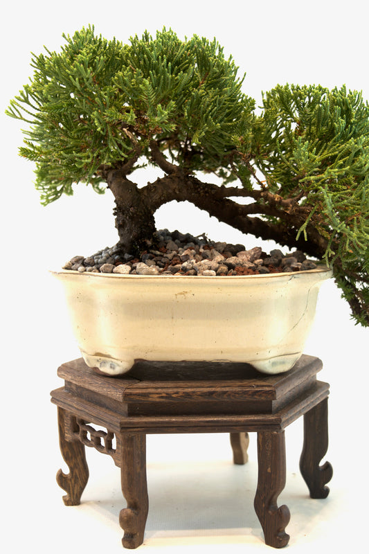 Juniper Live Bonsai Ceramic 7" Pot - One of a Kind Bonsai
