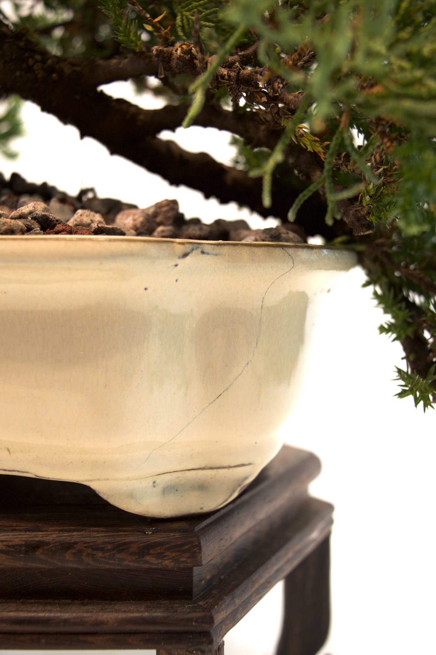 Juniper Live Bonsai Ceramic 7" Pot - One of a Kind Bonsai