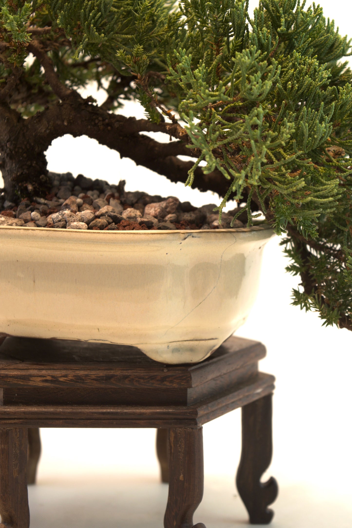 Juniper Live Bonsai Ceramic 7" Pot - One of a Kind Bonsai