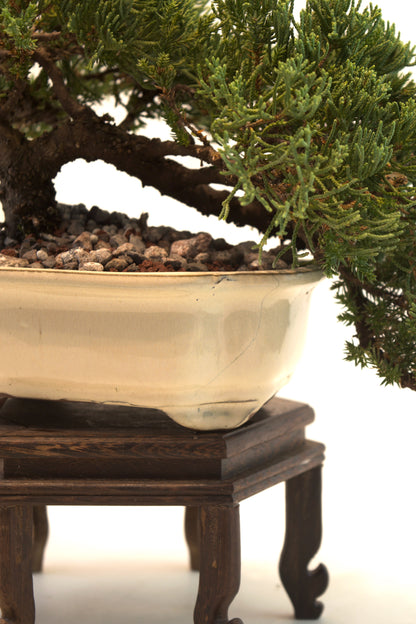 Juniper Live Bonsai Ceramic 7" Pot - One of a Kind Bonsai