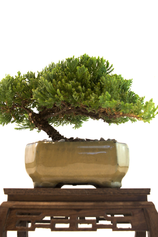 Juniper Live Bonsai Ceramic 6.5" Pot - One of a Kind Bonsai