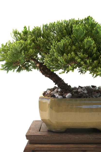 Juniper Live Bonsai Ceramic 6.5" Pot - One of a Kind Bonsai