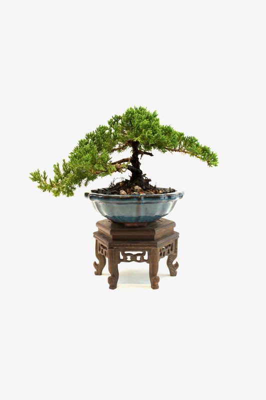 Juniper Live Bonsai 6" Ceramic Pot - One of a Kind Bonsai