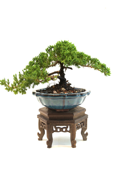 Juniper Live Bonsai 6" Ceramic Pot - One of a Kind Bonsai