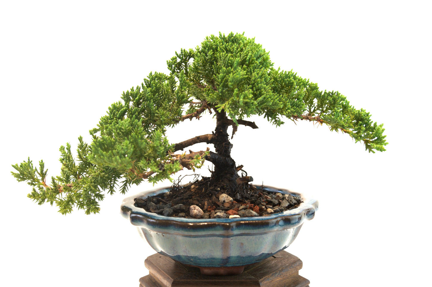 Juniper Live Bonsai 6" Ceramic Pot - One of a Kind Bonsai