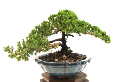 Juniper Live Bonsai 6" Ceramic Pot - One of a Kind Bonsai