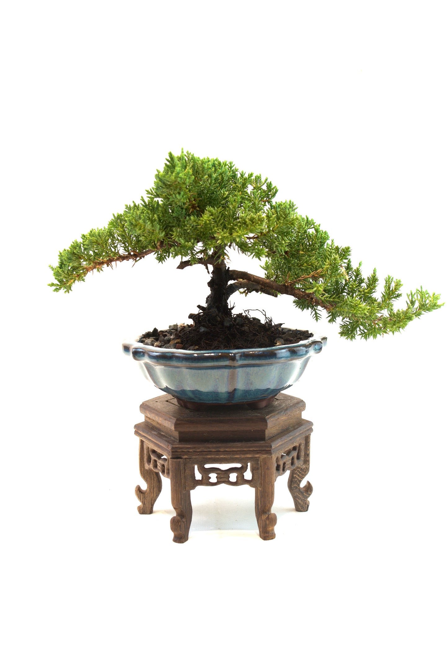 Juniper Live Bonsai 6" Ceramic Pot - One of a Kind Bonsai