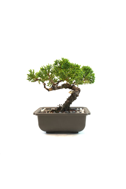 Juniper Live Bonsai 6" Training Pot - One of a Kind Bonsai