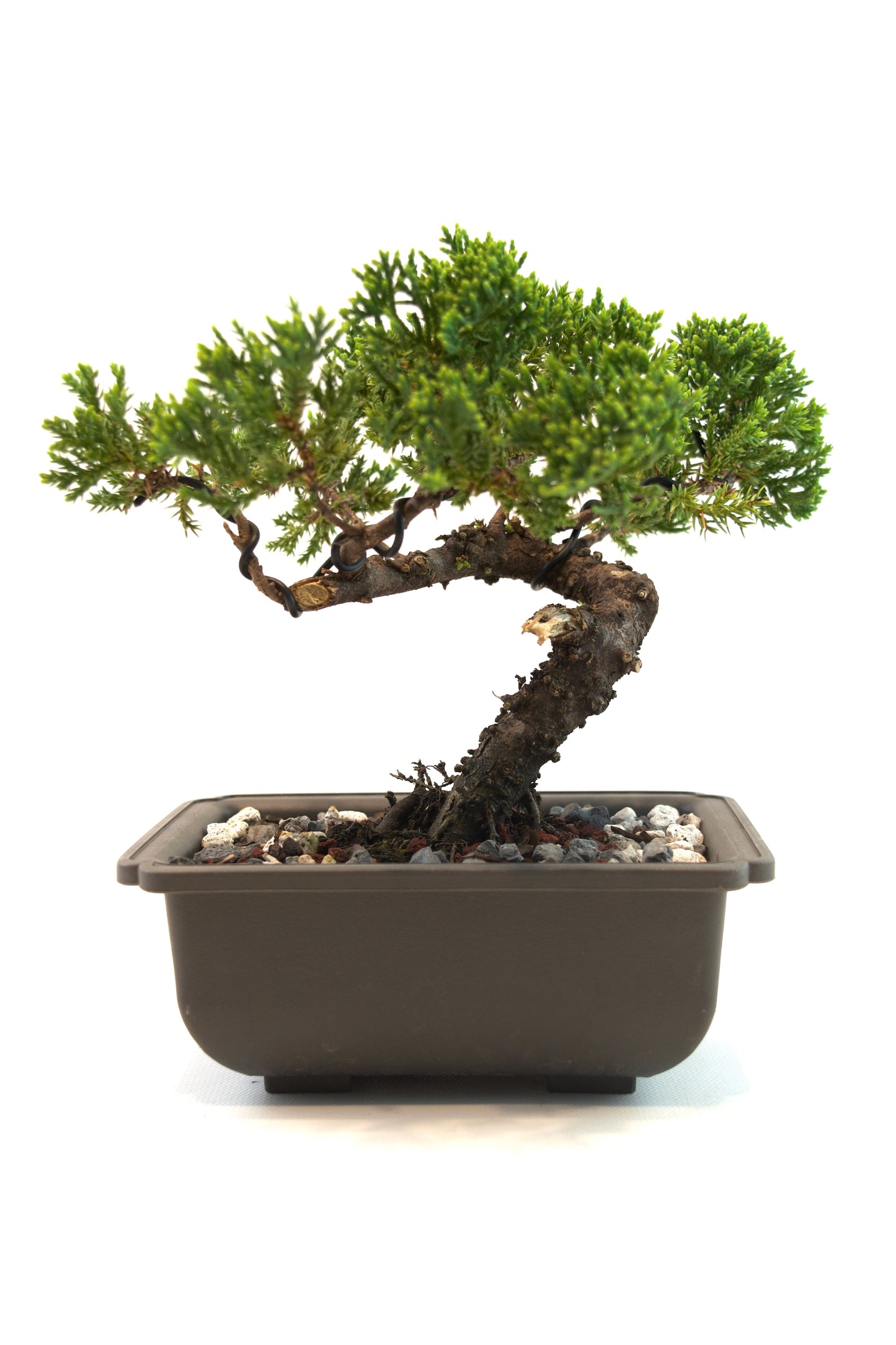 Juniper Live Bonsai 6" Training Pot - One of a Kind Bonsai