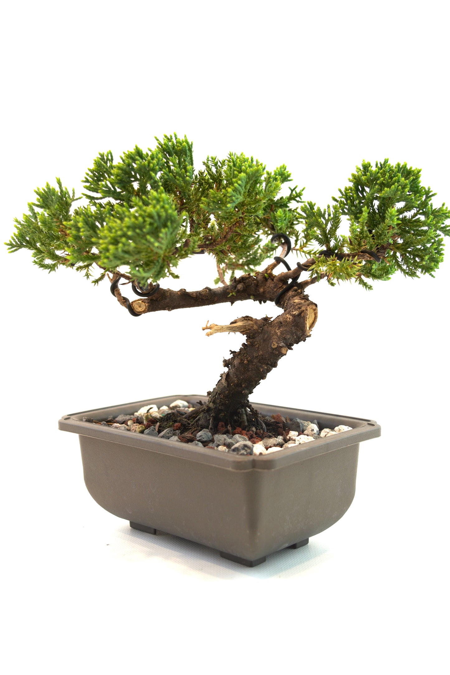 Juniper Live Bonsai 6" Training Pot - One of a Kind Bonsai