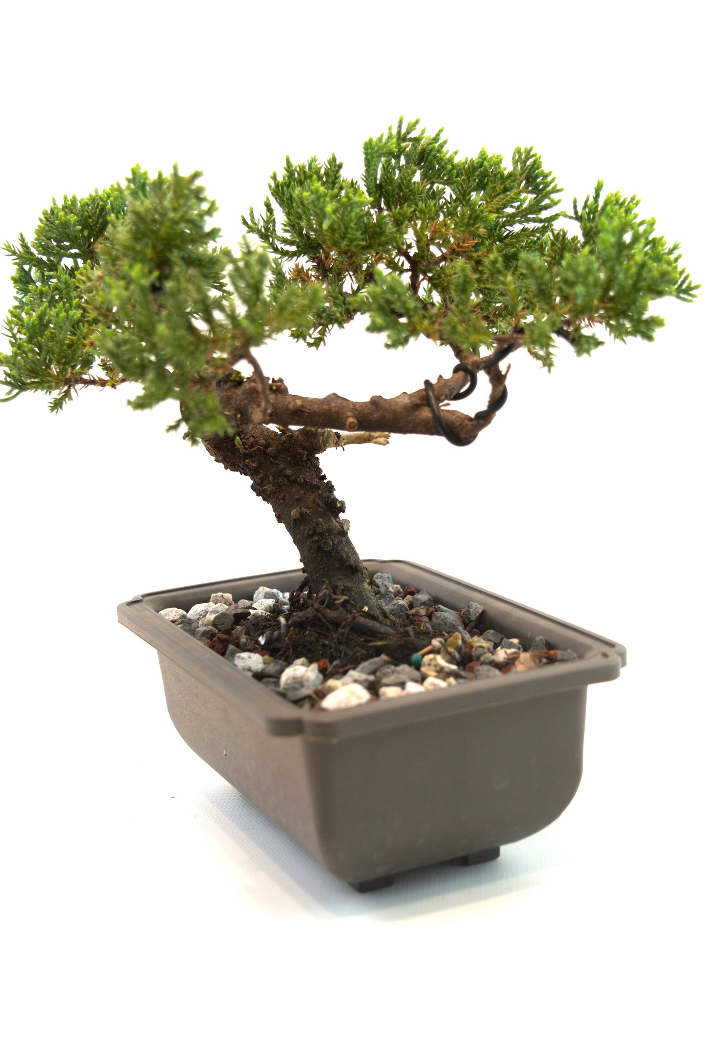 Juniper Live Bonsai 6" Training Pot - One of a Kind Bonsai
