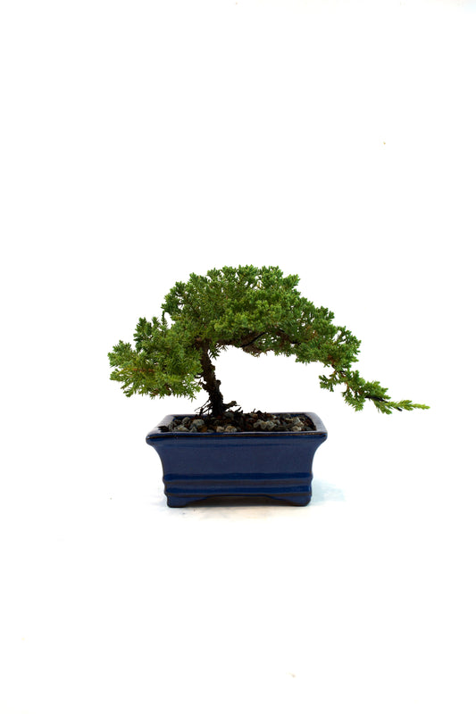 Juniper Live Bonsai Ceramic 6" Pot - One of a Kind Bonsai