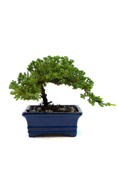 Juniper Live Bonsai Ceramic 6" Pot - One of a Kind Bonsai