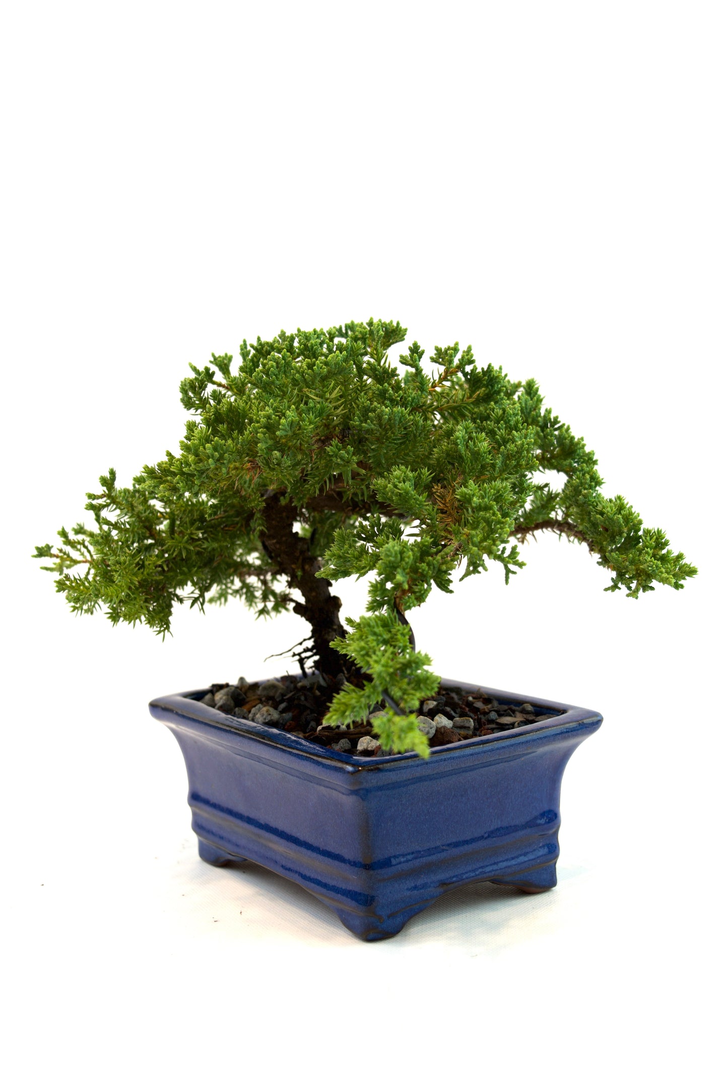 Juniper Live Bonsai Ceramic 6" Pot - One of a Kind Bonsai
