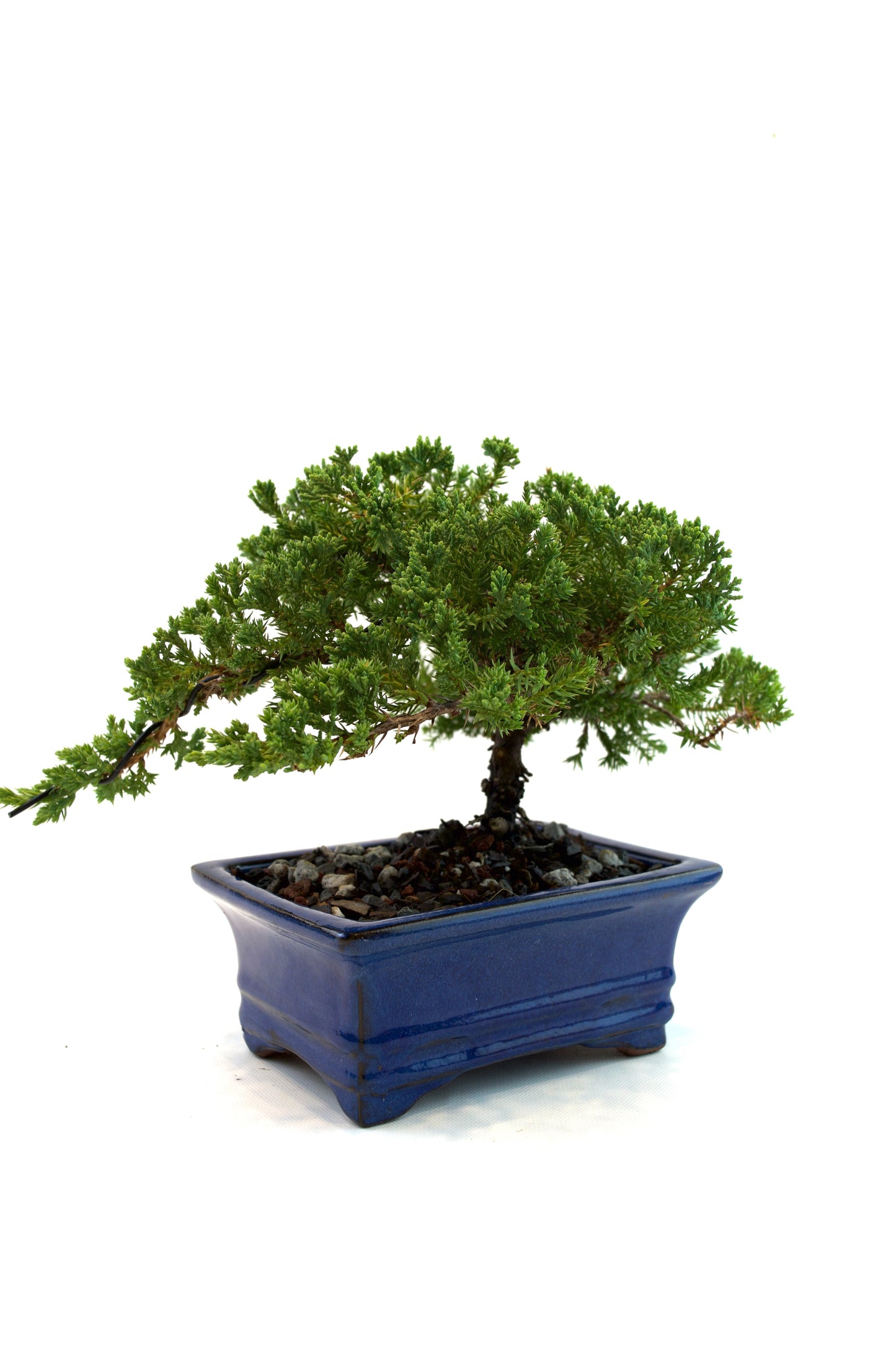 Juniper Live Bonsai Ceramic 6" Pot - One of a Kind Bonsai