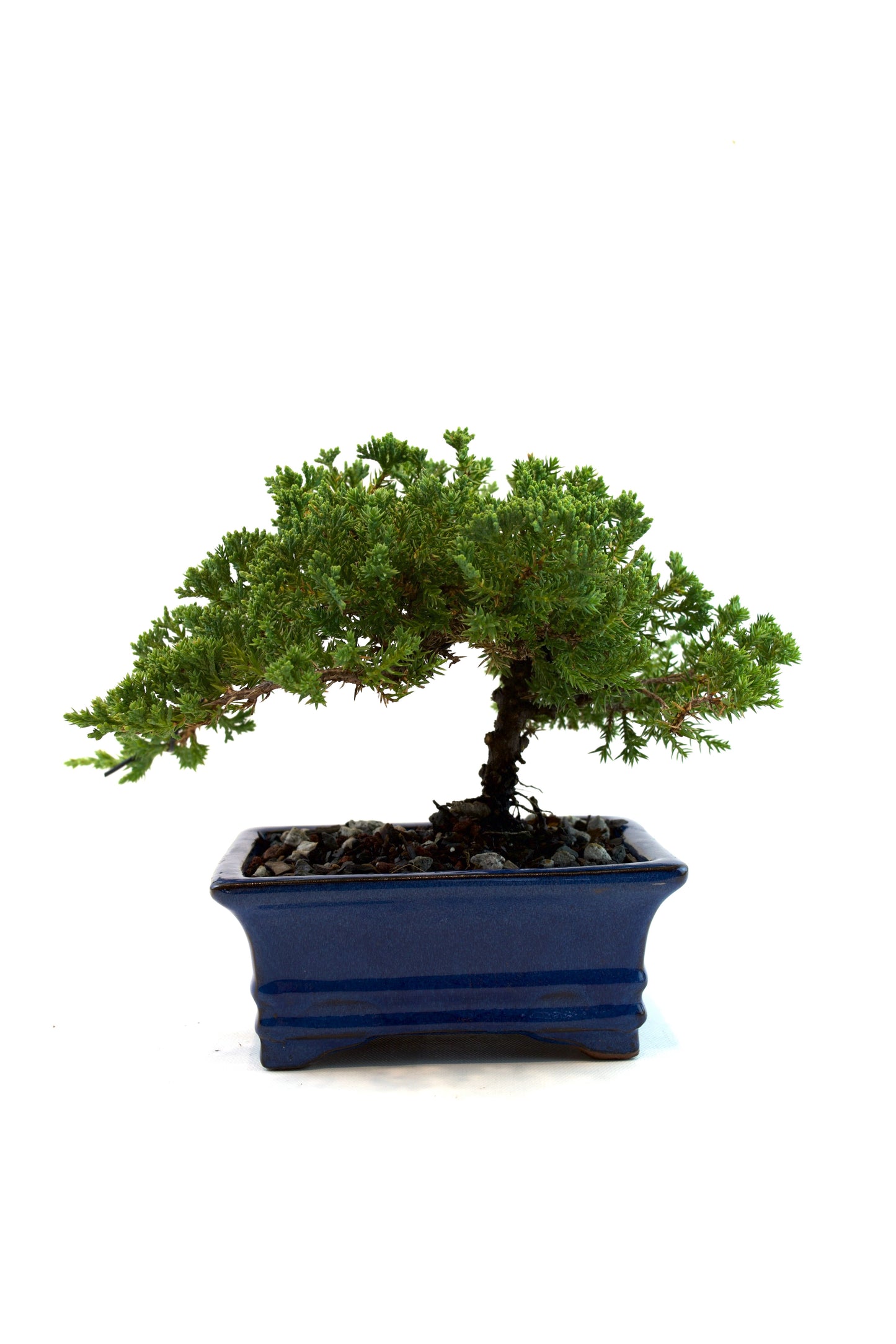 Juniper Live Bonsai Ceramic 6" Pot - One of a Kind Bonsai