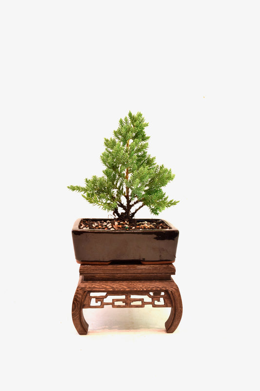 Juniper Live Bonsai Ceramic 6" Pot - One of a Kind Bonsai