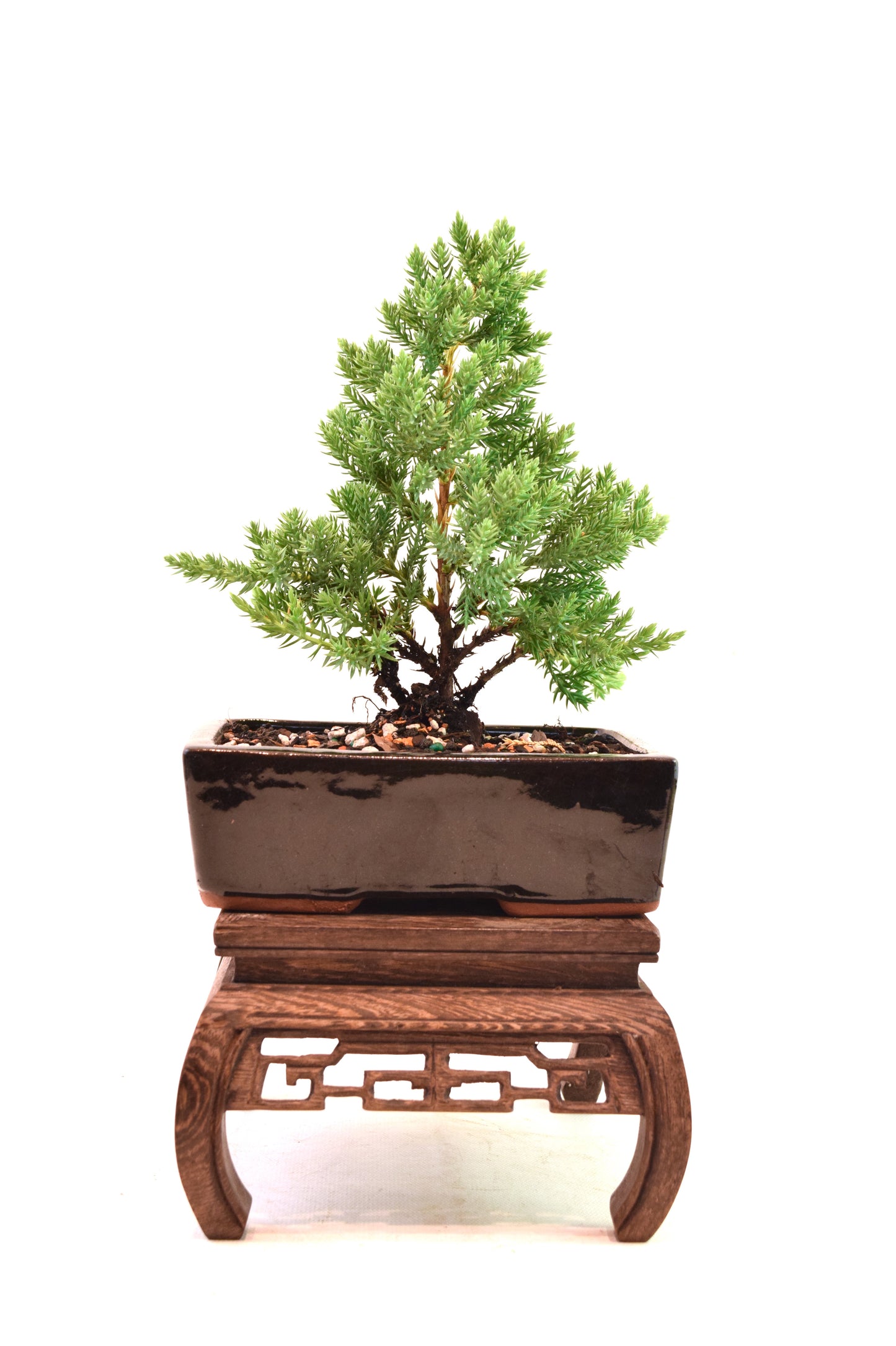 Juniper Live Bonsai Ceramic 6" Pot - One of a Kind Bonsai