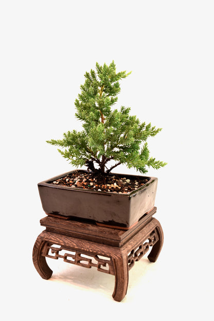 Juniper Live Bonsai Ceramic 6" Pot - One of a Kind Bonsai