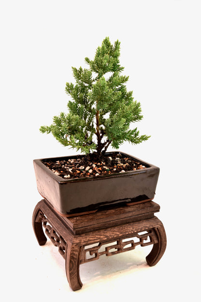 Juniper Live Bonsai Ceramic 6" Pot - One of a Kind Bonsai