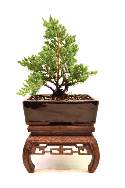 Juniper Live Bonsai Ceramic 6" Pot - One of a Kind Bonsai