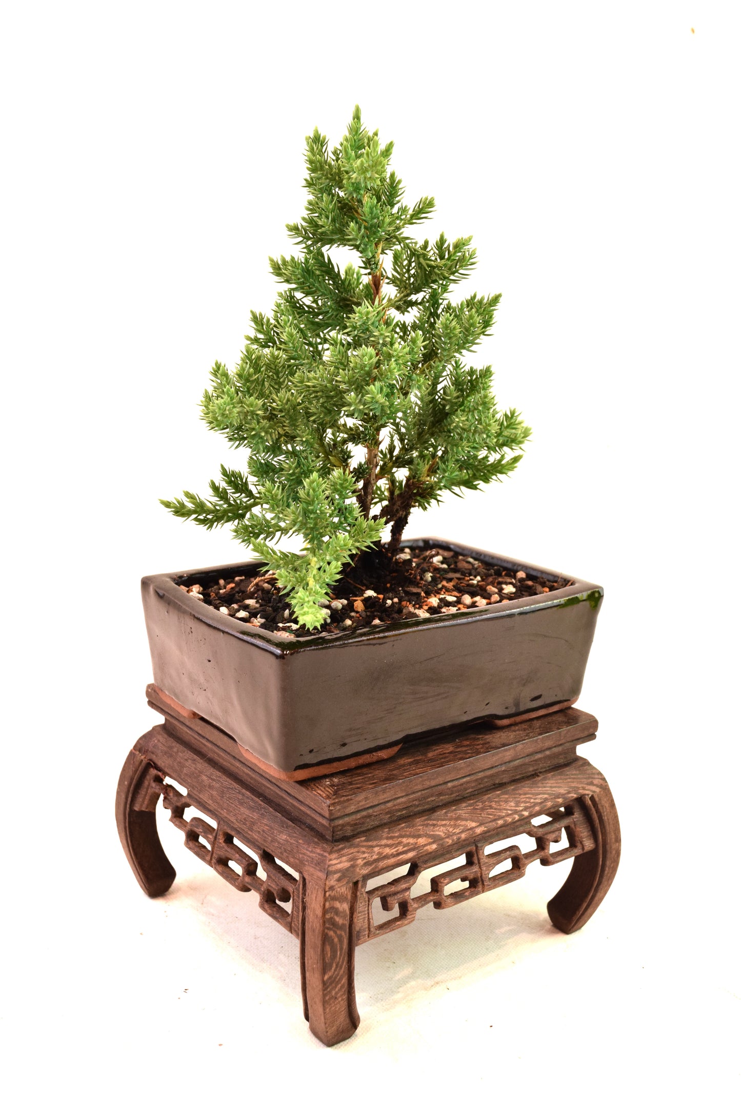 Juniper Live Bonsai Ceramic 6" Pot - One of a Kind Bonsai