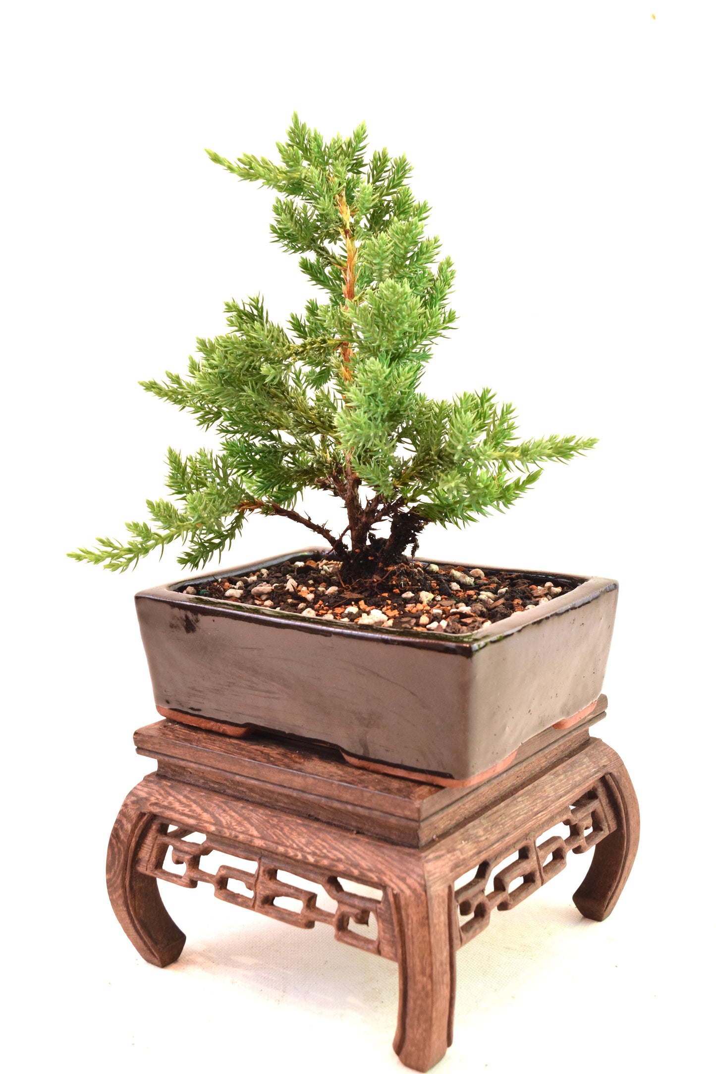 Juniper Live Bonsai Ceramic 6" Pot - One of a Kind Bonsai