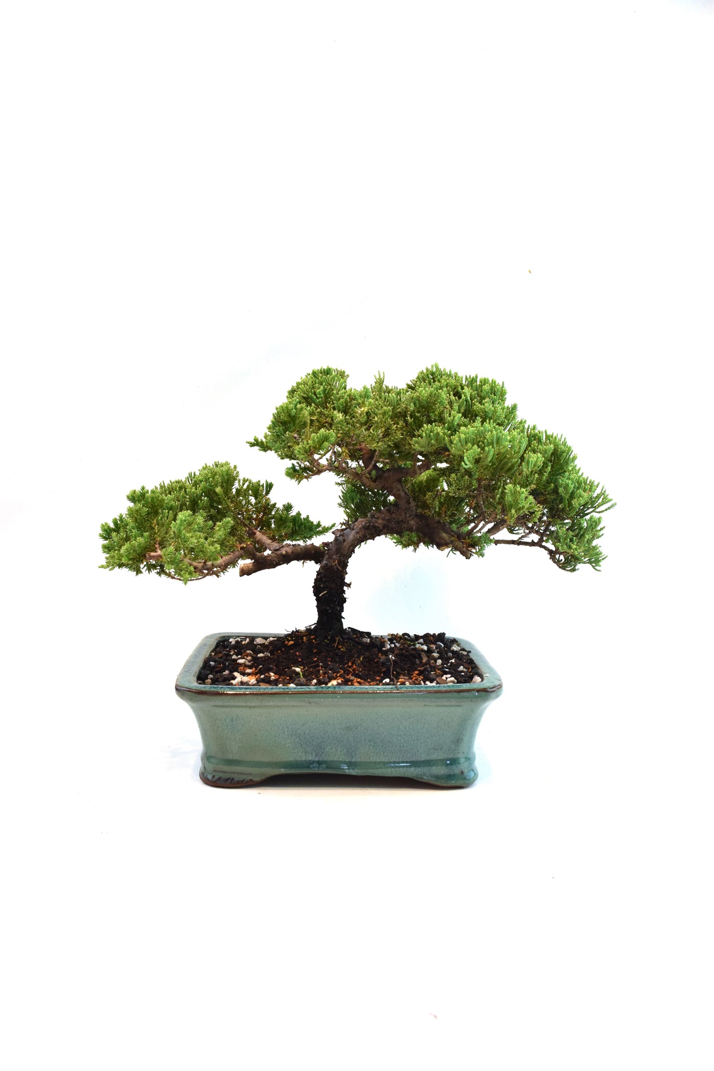Juniper Live Bonsai Ceramic 8.5" Pot - One of a Kind Bonsai