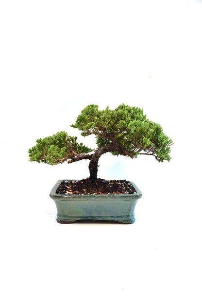 Juniper Live Bonsai Ceramic 8.5" Pot - One of a Kind Bonsai