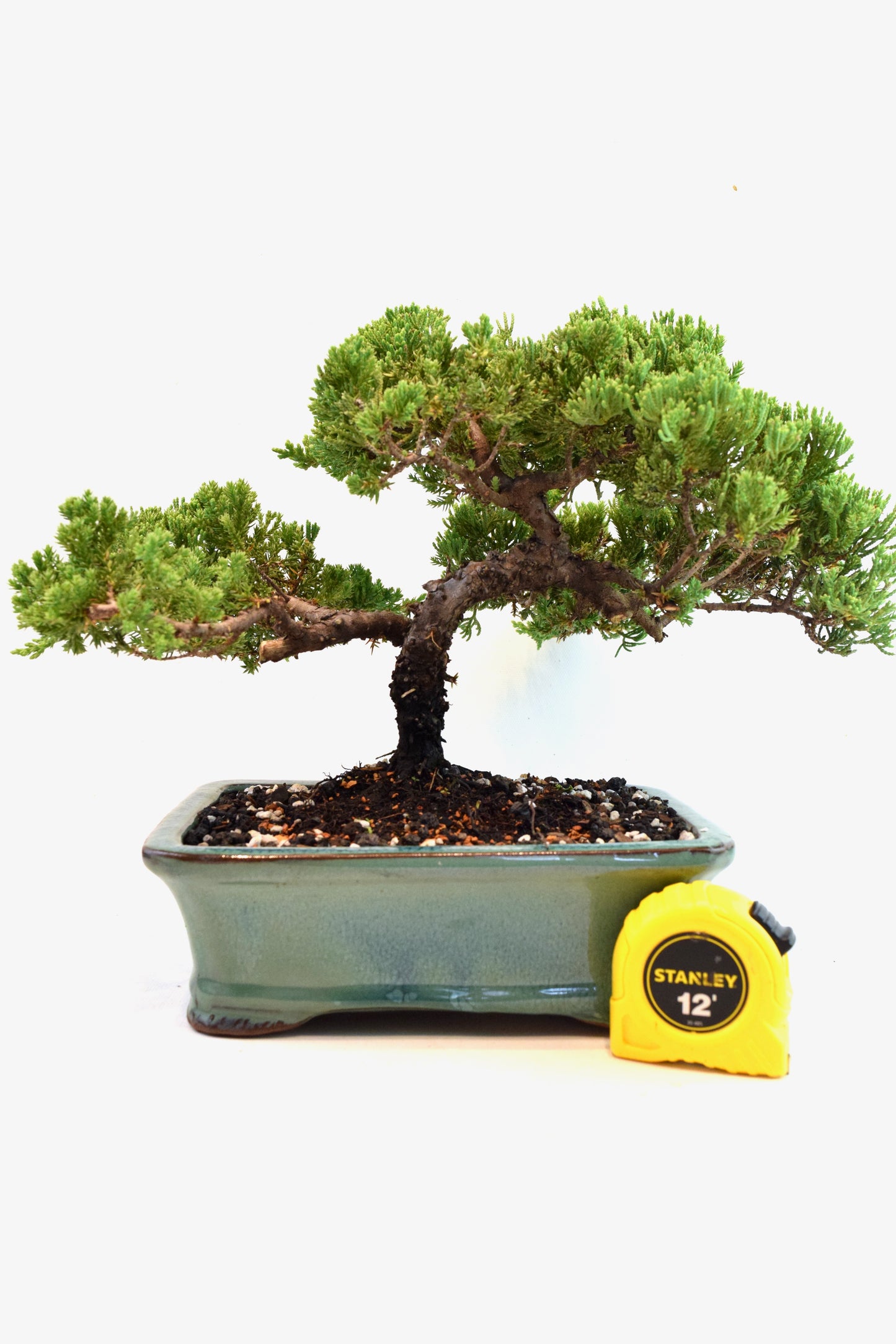 Juniper Live Bonsai Ceramic 8.5" Pot - One of a Kind Bonsai