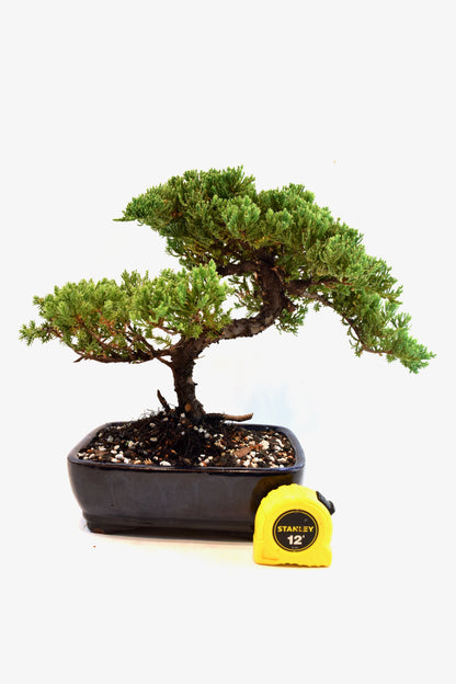 Juniper Live Bonsai Ceramic 8" Pot - One of a Kind Bonsai