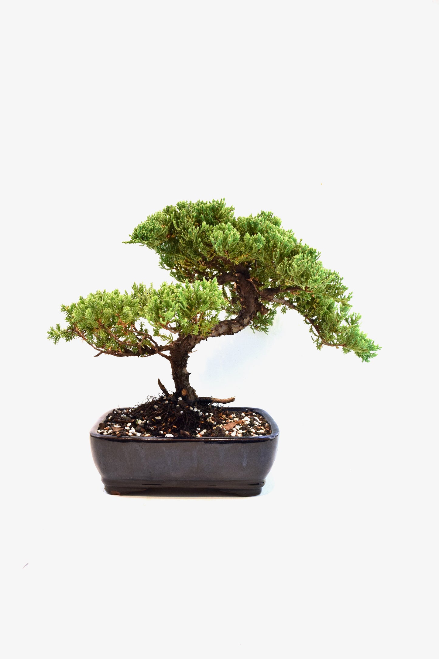 Juniper Live Bonsai Ceramic 8" Pot - One of a Kind Bonsai
