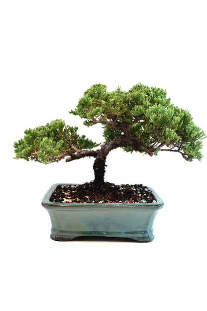Juniper Live Bonsai Ceramic 8.5" Pot - One of a Kind Bonsai