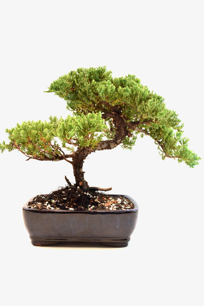 Juniper Live Bonsai Ceramic 8" Pot - One of a Kind Bonsai