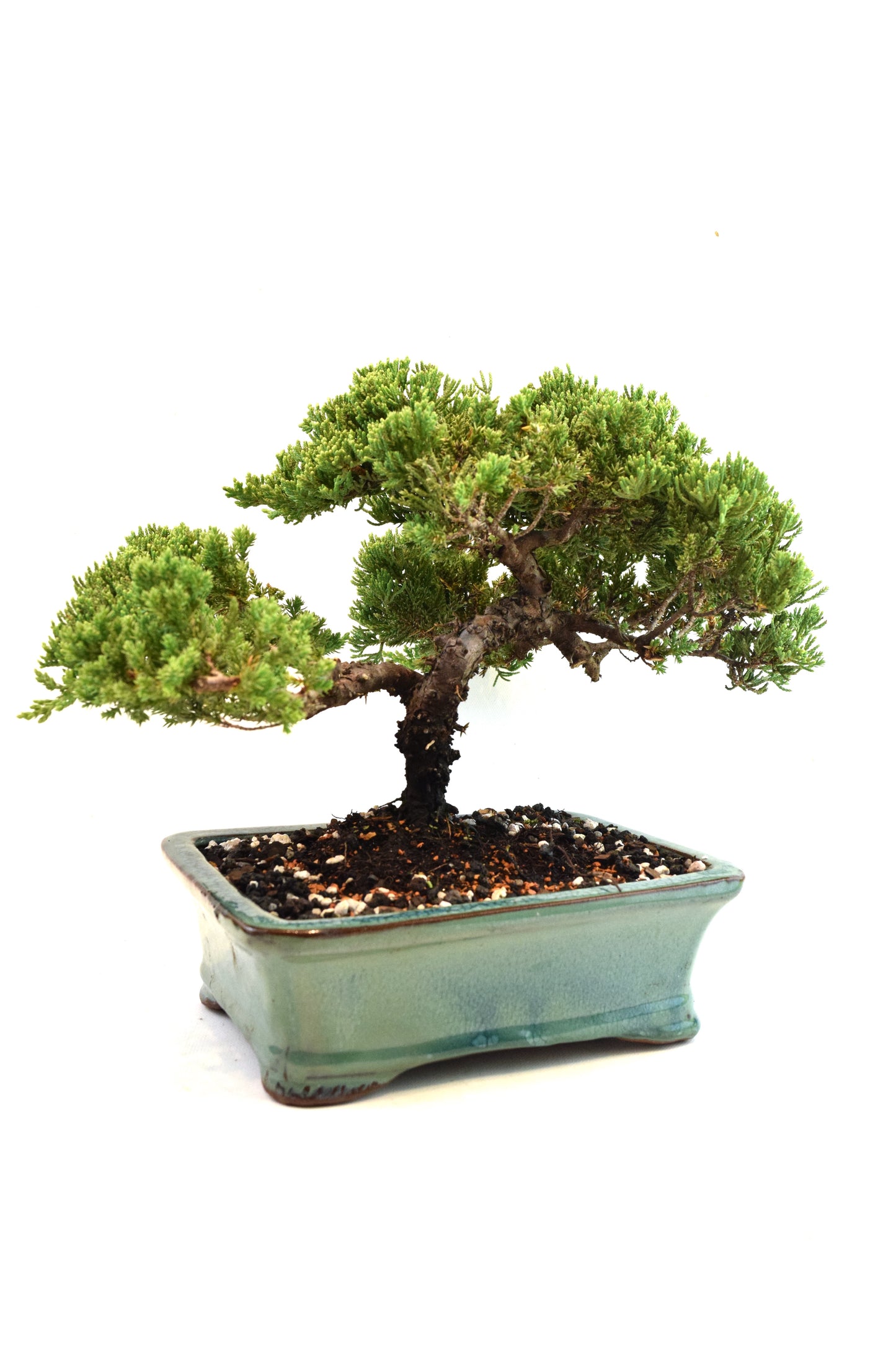 Juniper Live Bonsai Ceramic 8.5" Pot - One of a Kind Bonsai