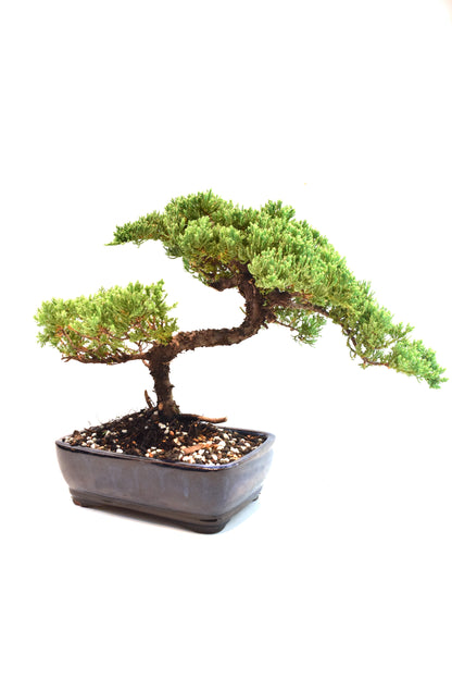Juniper Live Bonsai Ceramic 8" Pot - One of a Kind Bonsai