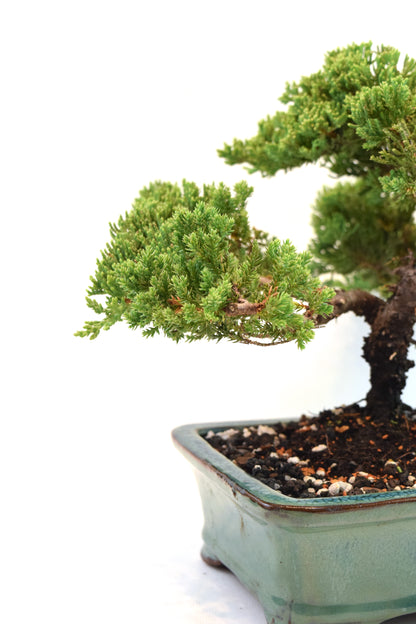 Juniper Live Bonsai Ceramic 8.5" Pot - One of a Kind Bonsai