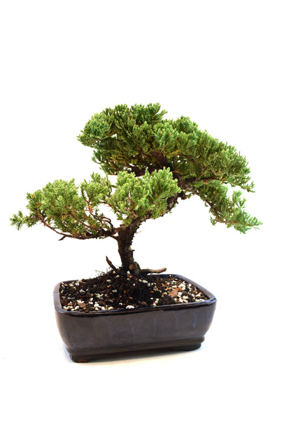 Juniper Live Bonsai Ceramic 8" Pot - One of a Kind Bonsai