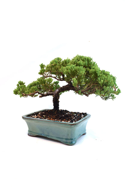Juniper Live Bonsai Ceramic 8.5" Pot - One of a Kind Bonsai