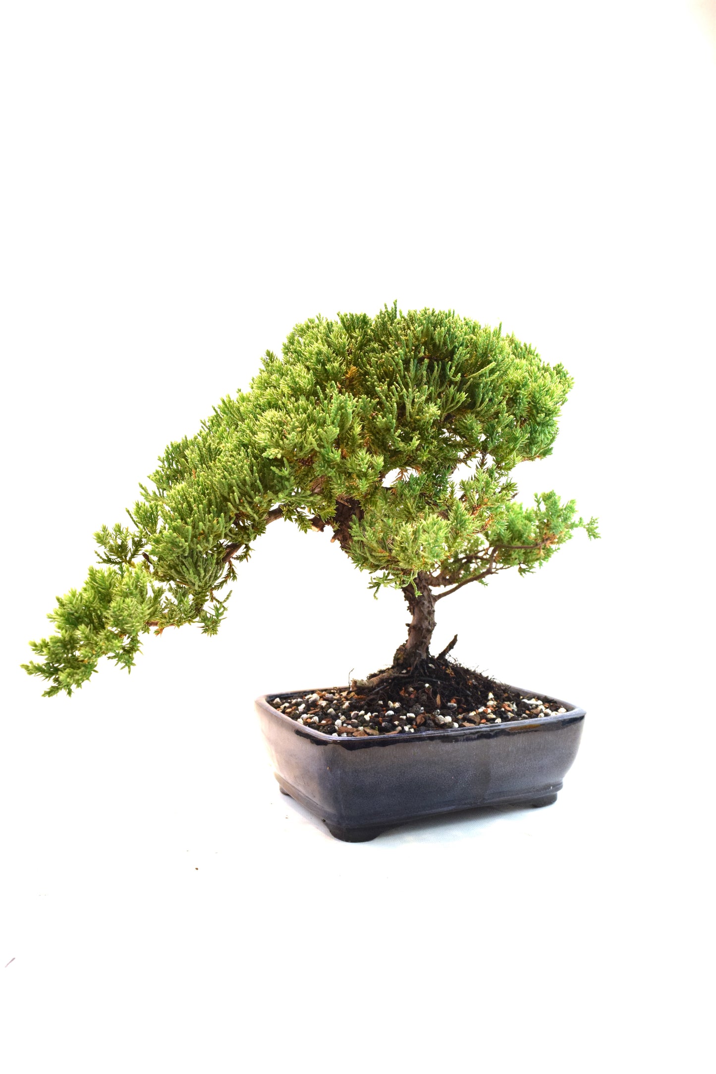 Juniper Live Bonsai Ceramic 8" Pot - One of a Kind Bonsai