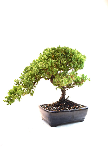Juniper Live Bonsai Ceramic 8" Pot - One of a Kind Bonsai