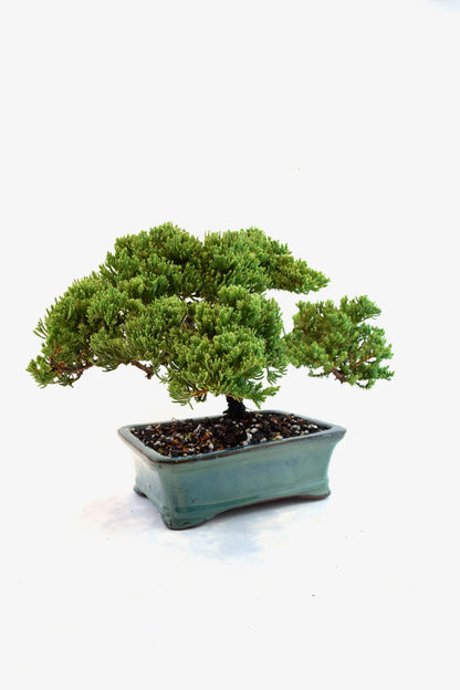 Juniper Live Bonsai Ceramic 8.5" Pot - One of a Kind Bonsai