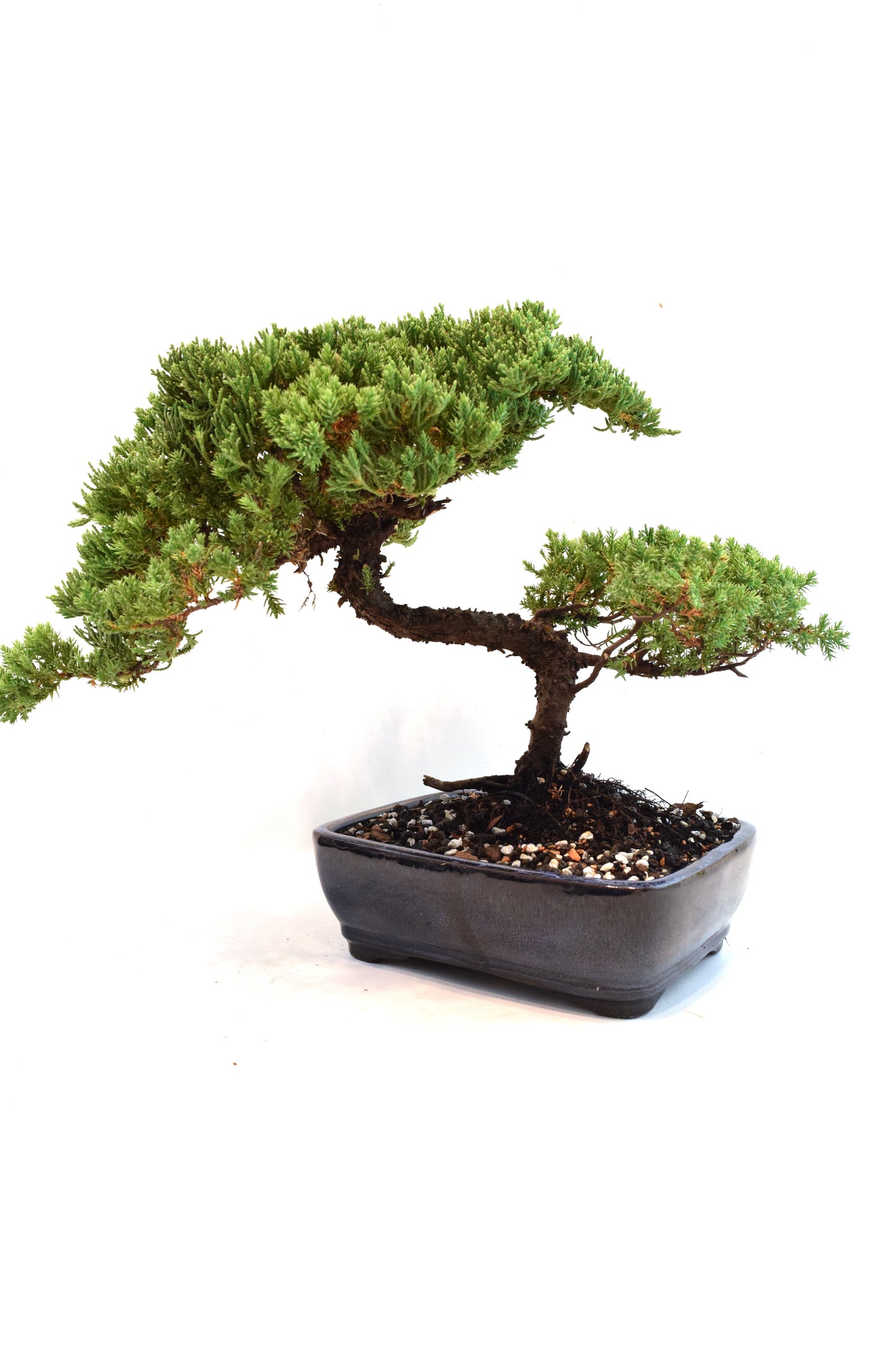 Juniper Live Bonsai Ceramic 8" Pot - One of a Kind Bonsai