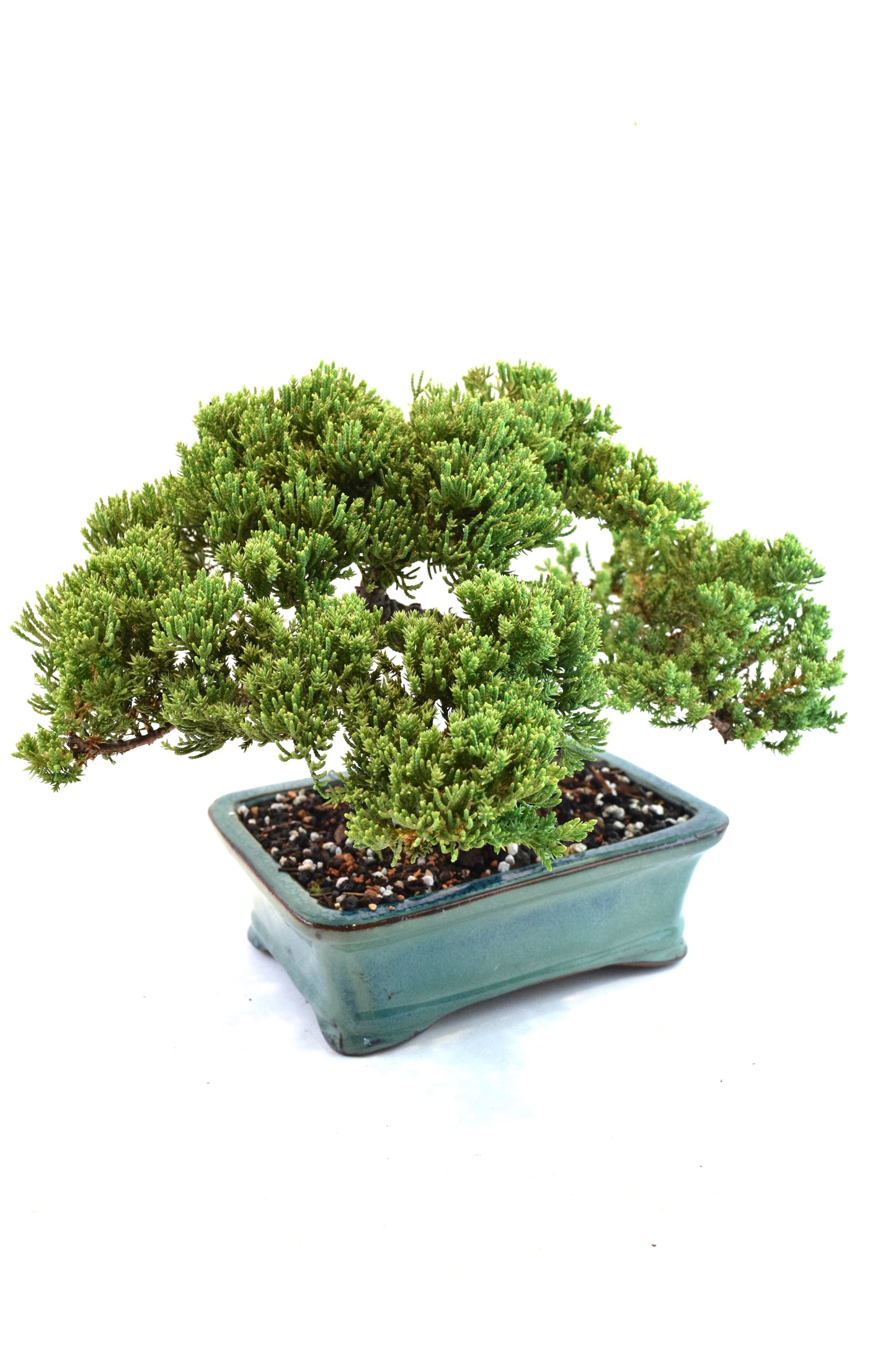 Juniper Live Bonsai Ceramic 8.5" Pot - One of a Kind Bonsai