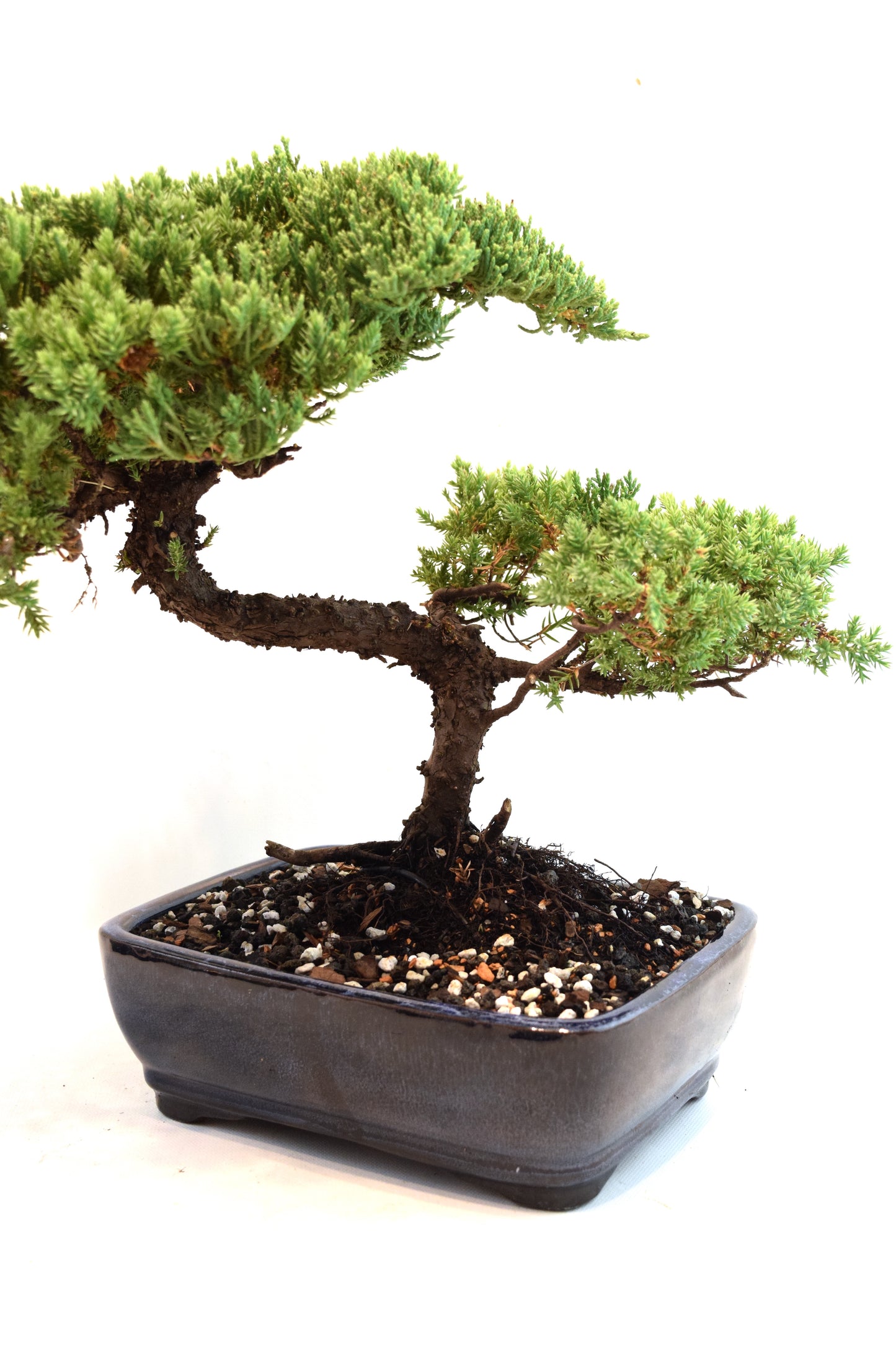 Juniper Live Bonsai Ceramic 8" Pot - One of a Kind Bonsai