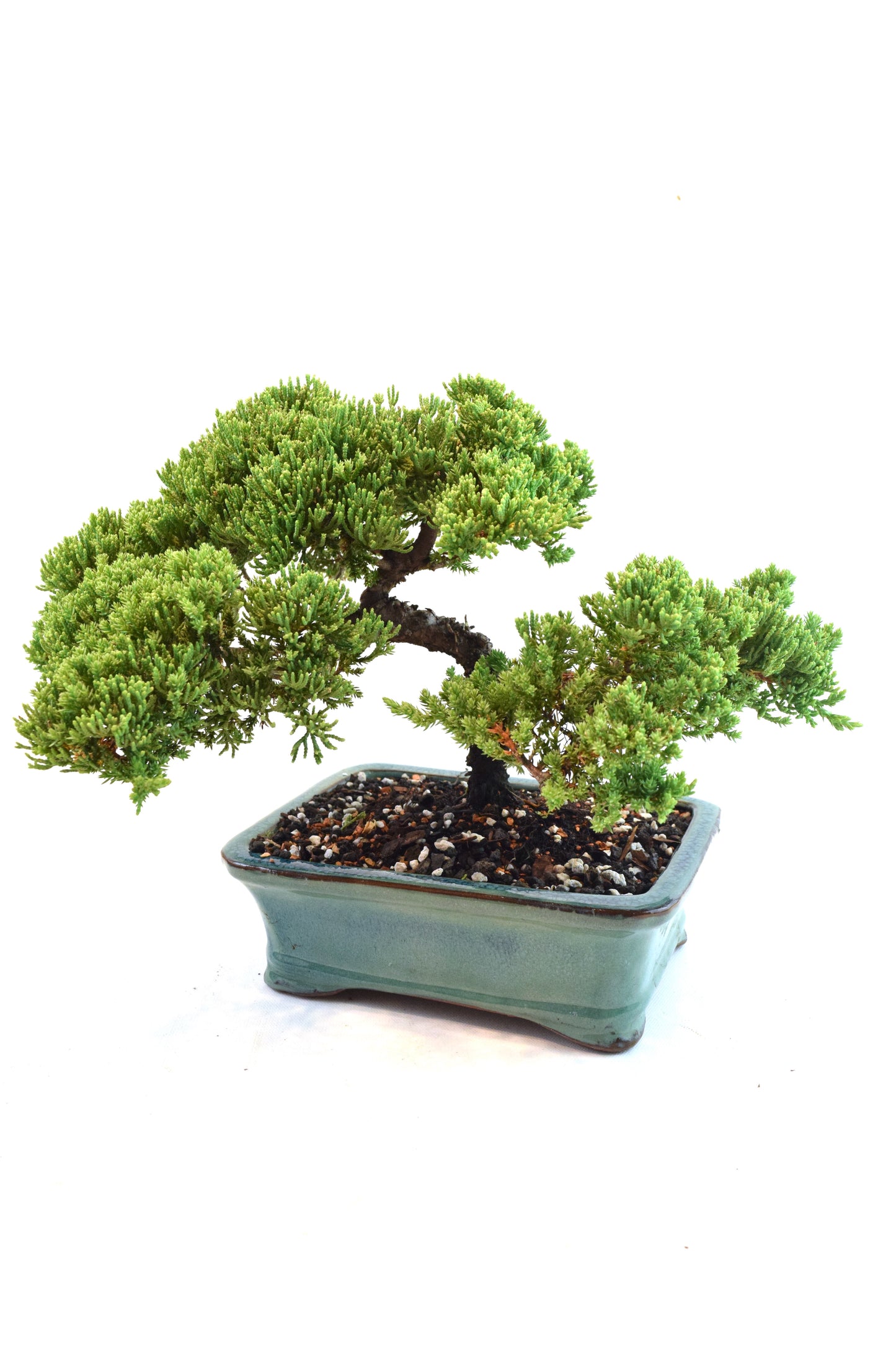 Juniper Live Bonsai Ceramic 8.5" Pot - One of a Kind Bonsai